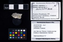 Foto (Objekt + Etikett) von Crustacea indet.  (NHMW-GEO-2014-0194-1006)